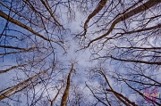 4th Mar 2012 - Treetops