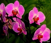 4th Mar 2012 - Orchid 