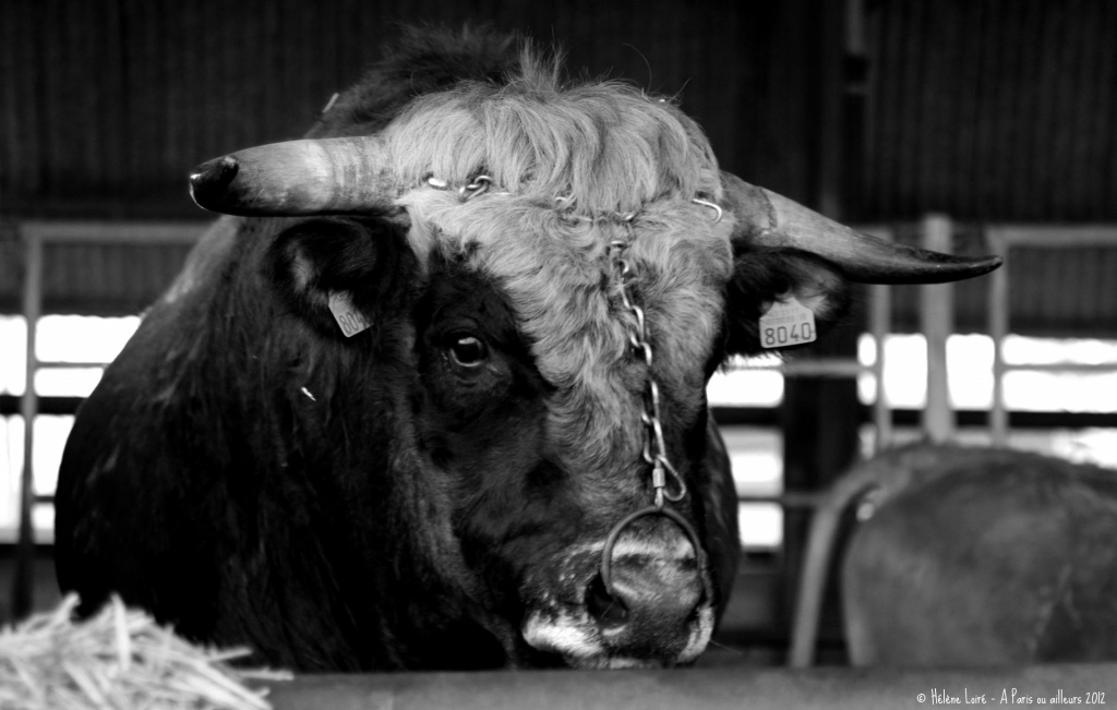 The bull by parisouailleurs