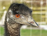 4th Mar 2012 - emu