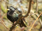 3rd Mar 2012 - Starling