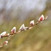 Soft messages of Spring by geertje