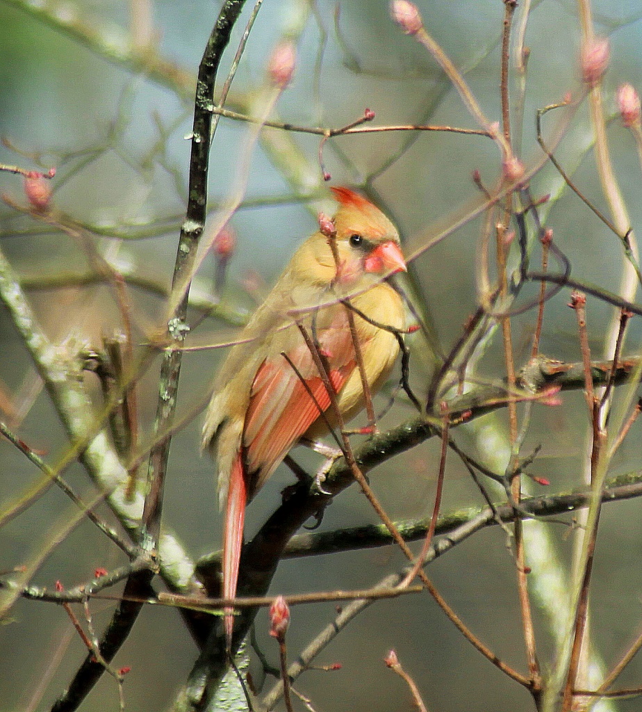 Female Cardinal by vernabeth