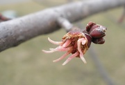 4th Mar 2012 - The end of dormancy 