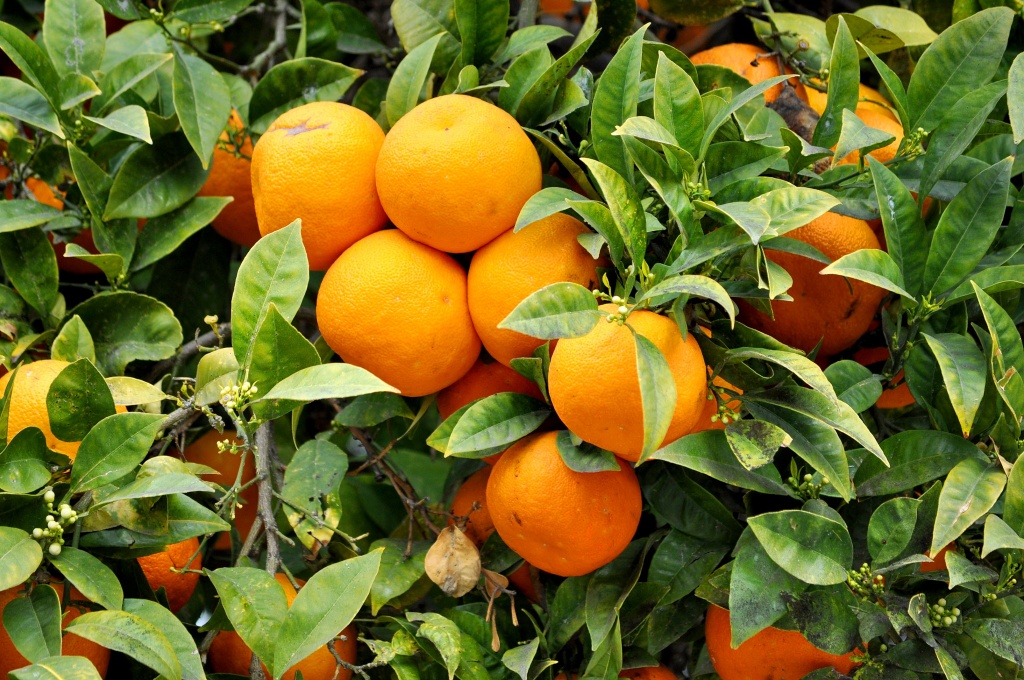 Oranges by philbacon