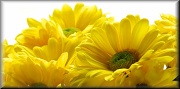 4th Mar 2012 - Yellow Petals