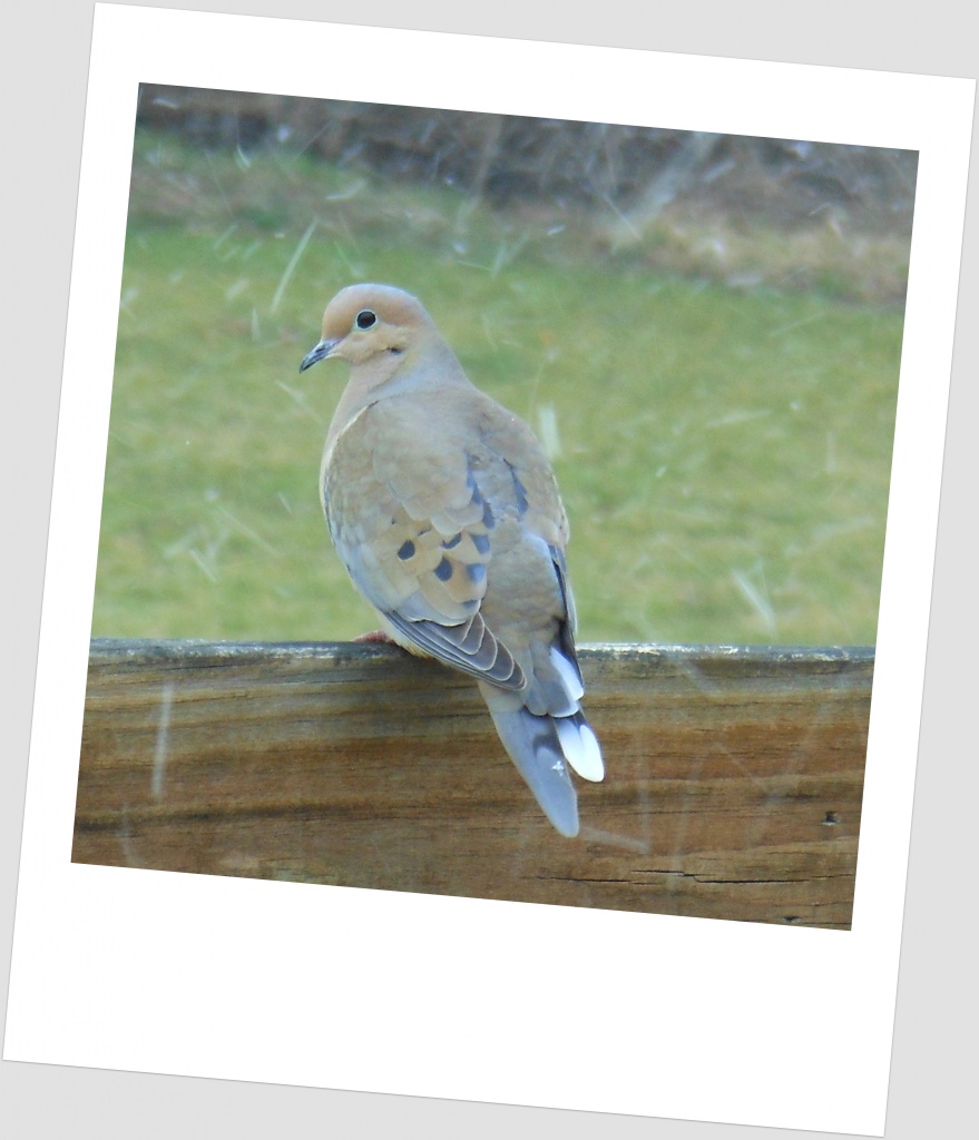 Dove in the Snow by cindymc