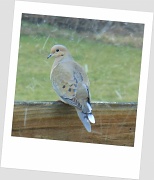 4th Mar 2012 - Dove in the Snow