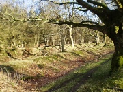 4th Mar 2012 - A woodland walk.