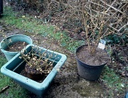 4th Mar 2012 - Repotting the blueberries 