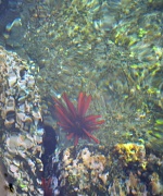 3rd Mar 2012 - Red Shale Sea Urchin