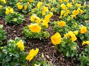 4th Mar 2012 - Yellow Pansies 3.4.12