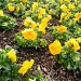 Yellow Pansies 3.4.12 by sfeldphotos