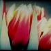 Tulips by egad