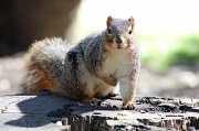 4th Mar 2012 - Squirrely 