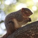 Happy Squirrel by melinareyes