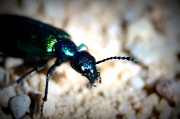 4th Mar 2012 - Beetle