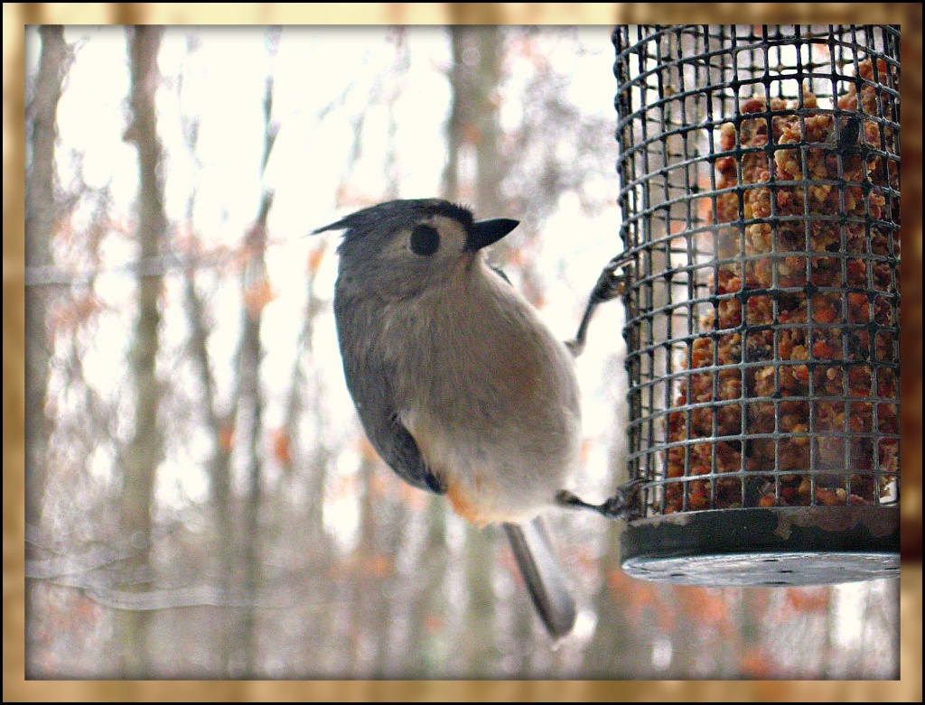Tufted Titmouse by olivetreeann