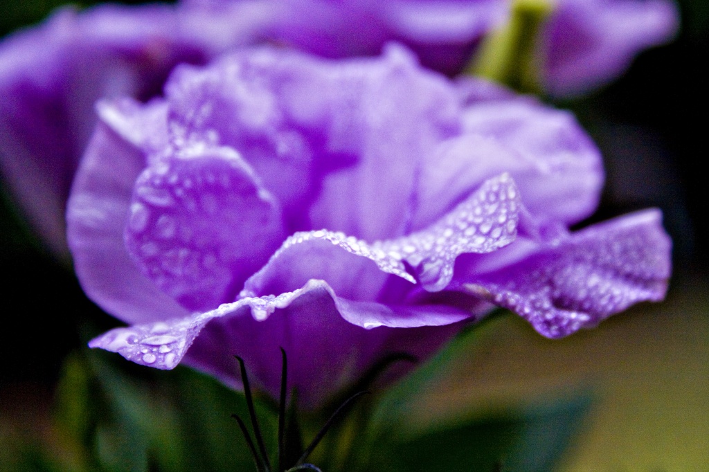 lisianthus and droplets by corymbia