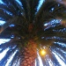 Palm Tree by madamelucy