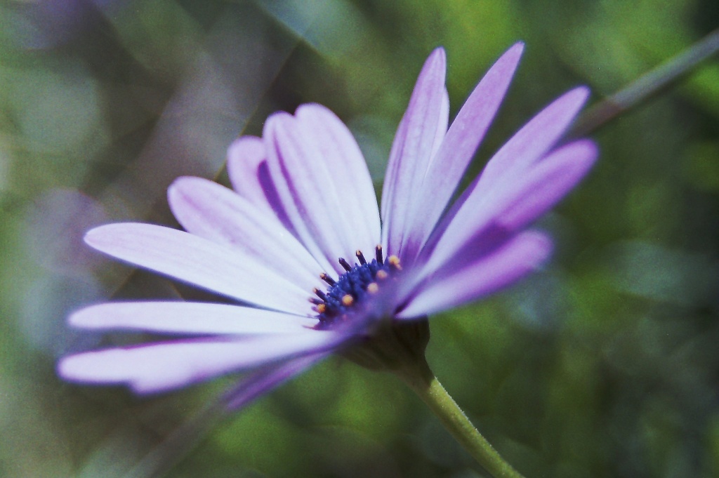 Purple Daisy by peterdegraaff