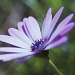 Purple Daisy by peterdegraaff
