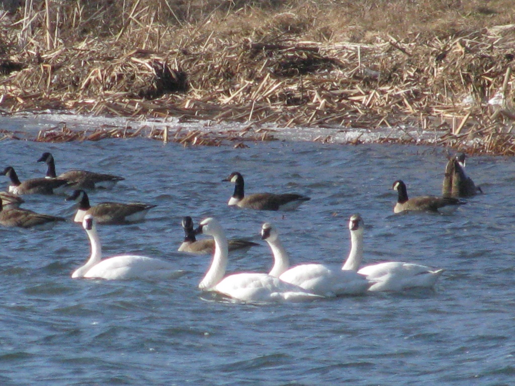 Geese and Swans by rrt