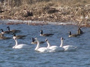 5th Mar 2012 - Geese and Swans