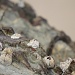 Blending barnacles by sugarmuser