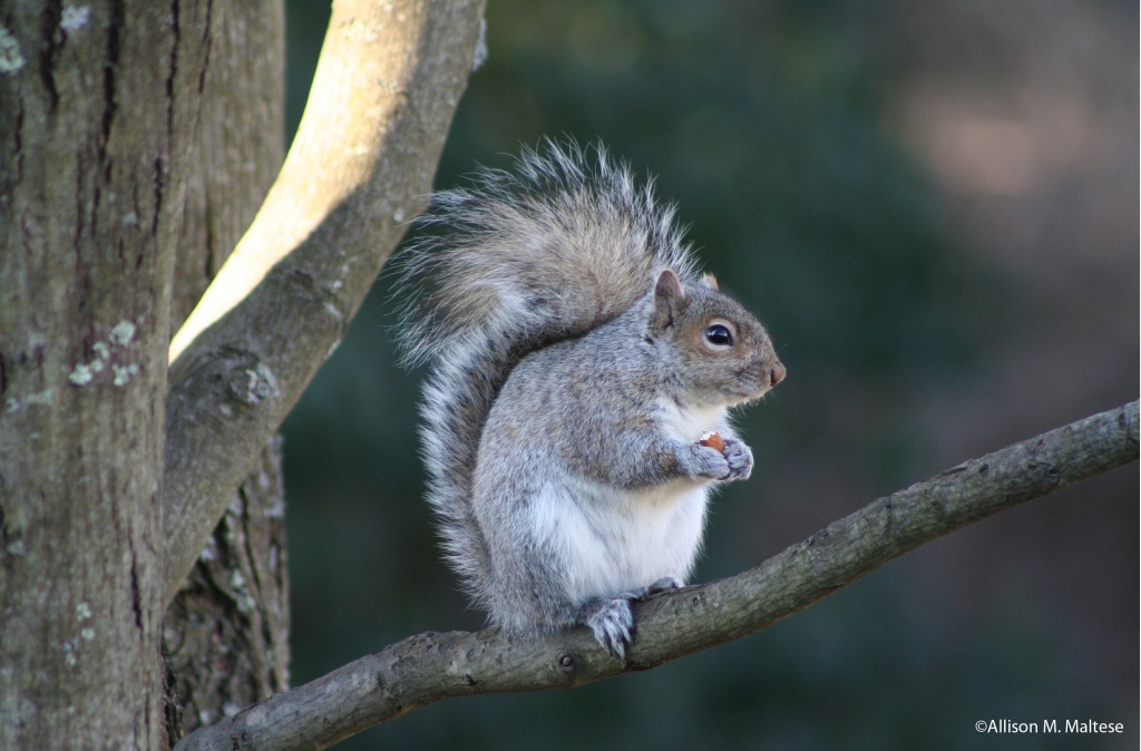 Squirrel Photo Op by falcon11