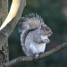 Squirrel Photo Op by falcon11