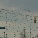 BIRDS!! by photogypsy