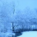 Snowy Morning by cindymc