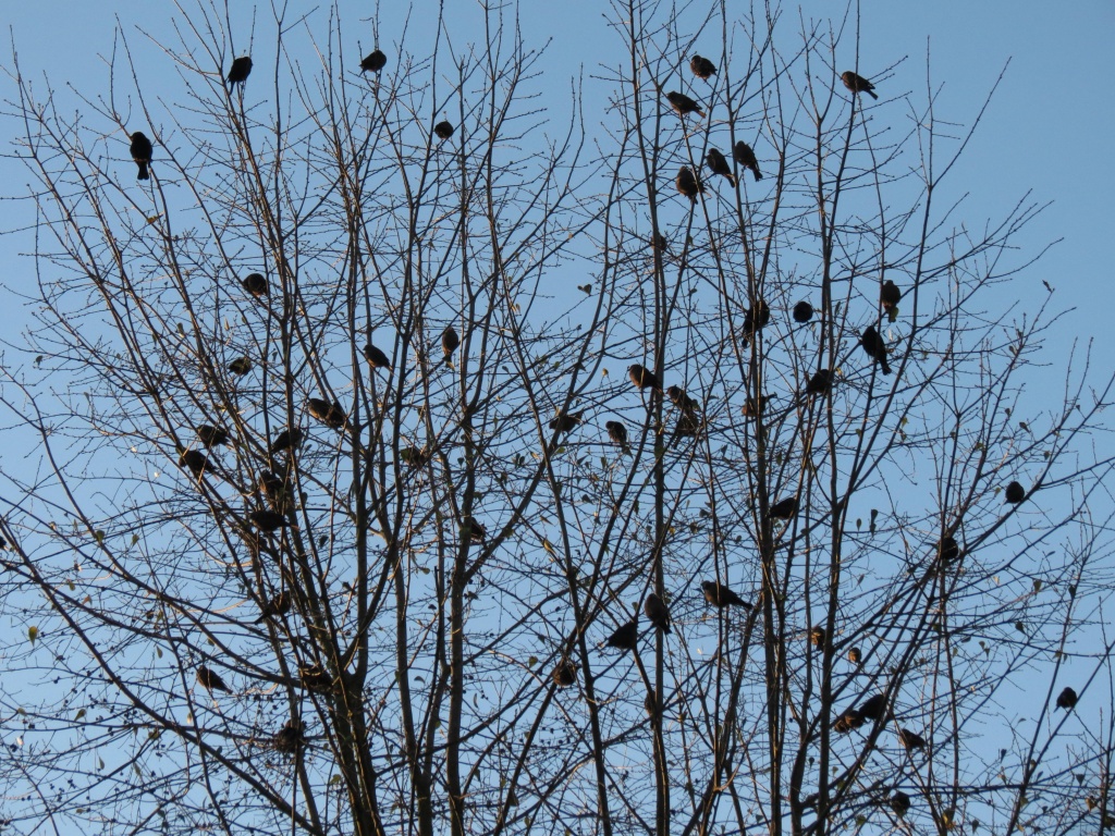 Bird Tree by grammyn