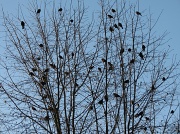 5th Mar 2012 - Bird Tree