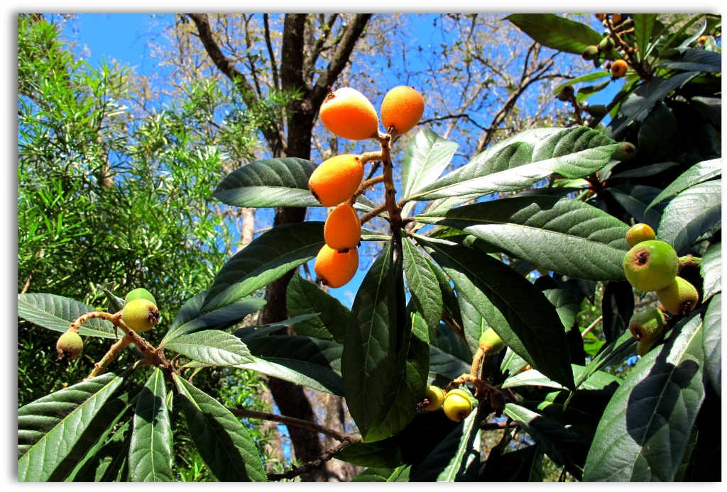 Loquats Ready for Eating by allie912