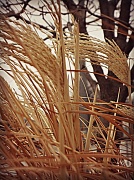 24th Jan 2012 - wheat
