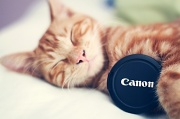 6th Mar 2012 - kitty loves his canon :)