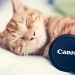 kitty loves his canon :) by pocketmouse