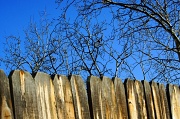 5th Mar 2012 - neighbor's fence