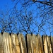 neighbor's fence by dmdfday