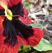 5th Mar 2012 - Pansy in a Square