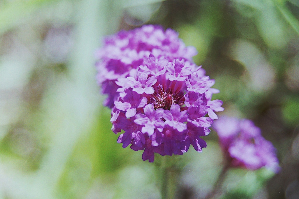 Flower near dam by peterdegraaff