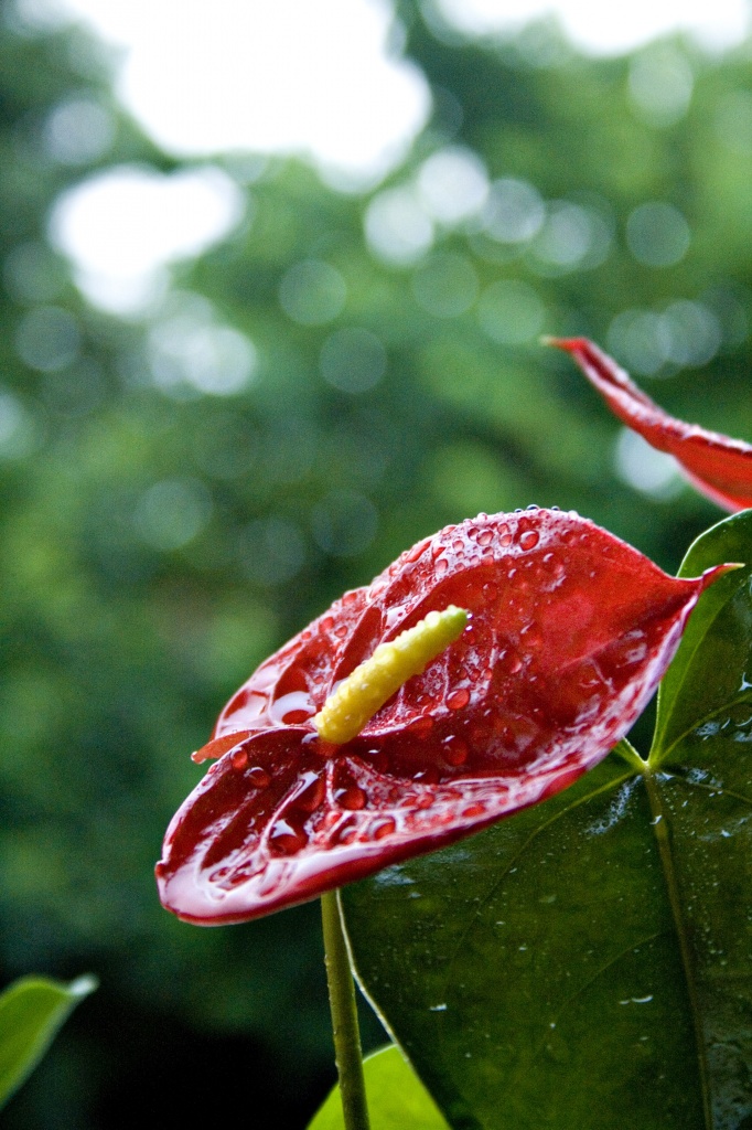 Anthurium and bokeh by corymbia