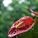 Anthurium and bokeh by corymbia