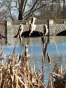 6th Mar 2012 - Bulrushes and Bridge