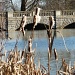 Bulrushes and Bridge by carolmw