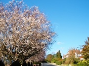3rd Mar 2012 - Blossoming Out!