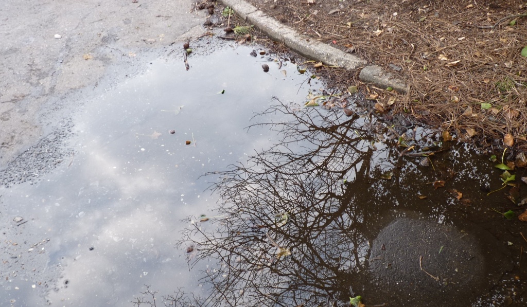 Reflections in a puddle by lellie