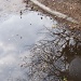 Reflections in a puddle by lellie